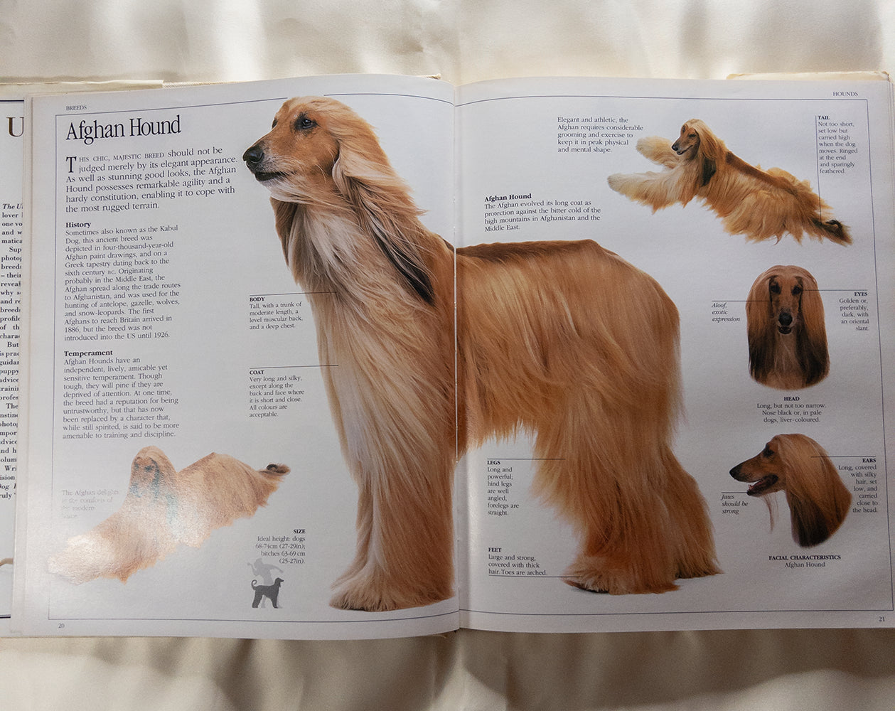 Иллюстрированная энциклопедия пород собак - The Ultimate Dog Book