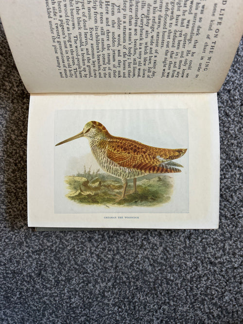 Carte de anticariat „Wild Life on the Wing” (1913) – A. D. Homeland | Ilustrații color